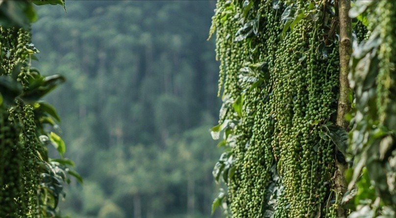 Wayanad Pepper Plantation