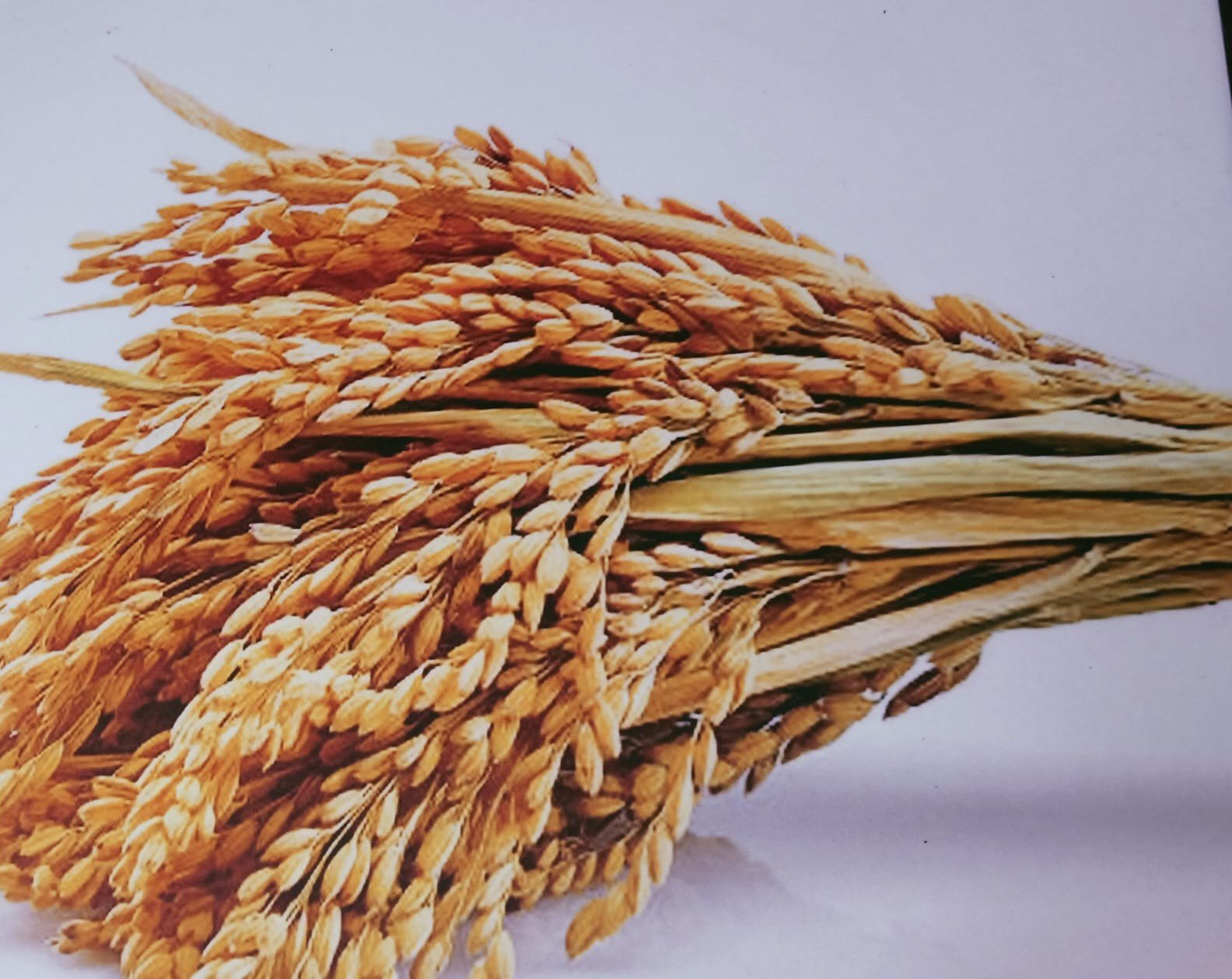 Traditional Wayanad Rice