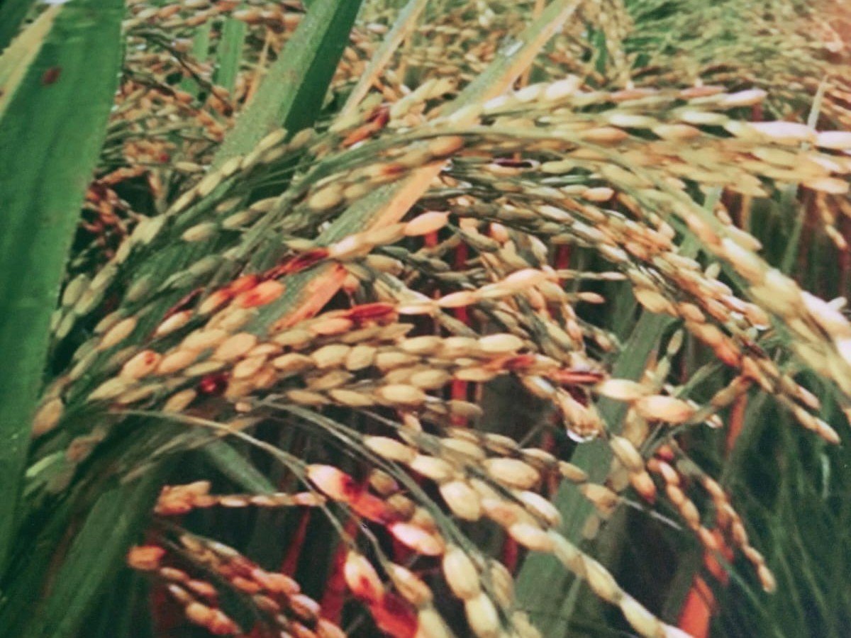 Indigenous Paddy Cultivation