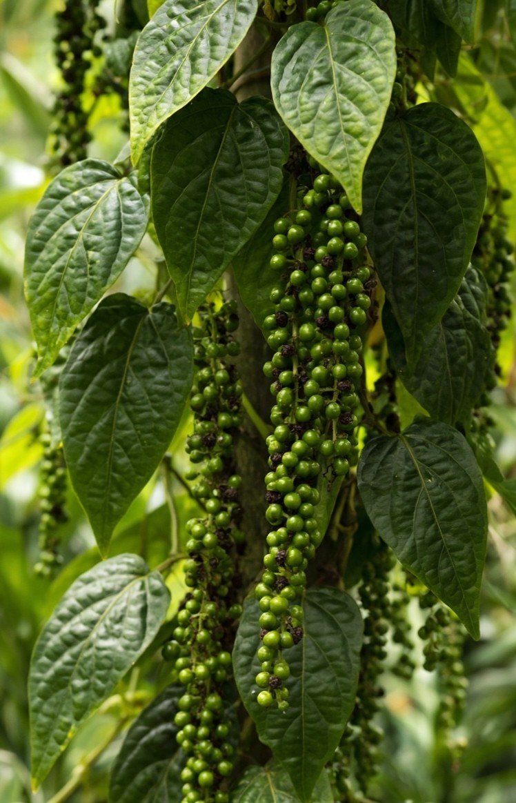 Wayanad Black Pepper