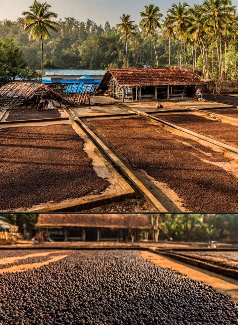 Traditional Coffee Drying Yard