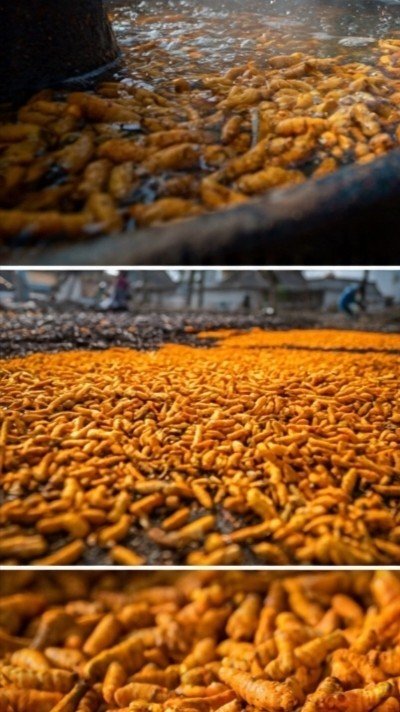 Traditional Turmeric Processing