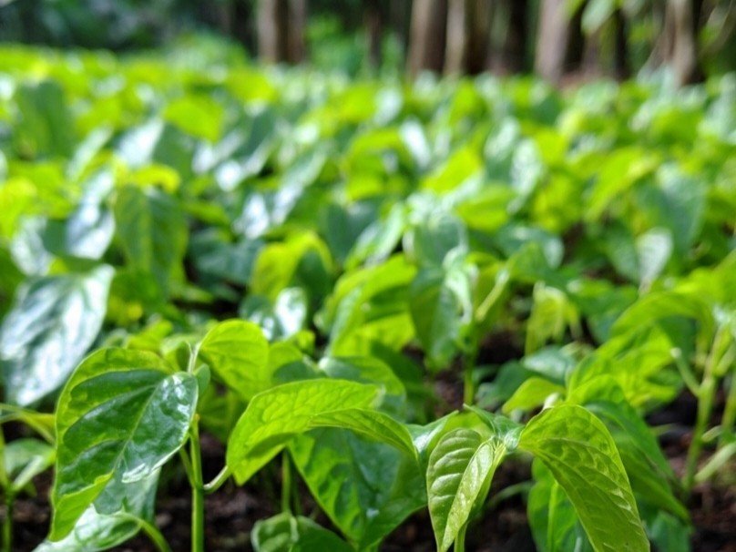 Young Plant Saplings