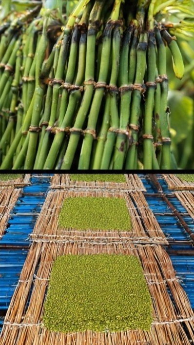 Traditional Bamboo Rice Processing