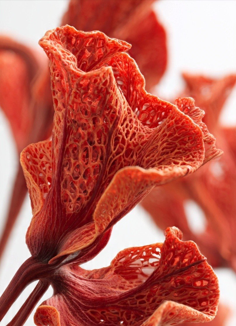 Dried Pathimugam Flowers